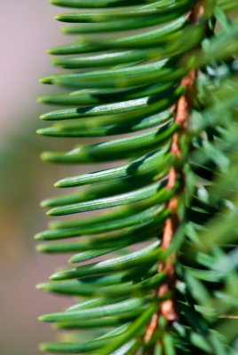 Picea abies 'Inversa' - smrk ztepilý, obecný - jehlice